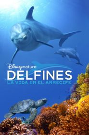 Delfines: La Vida en el Arrecife